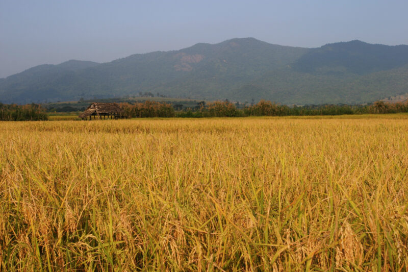 Rice field in Thailand — Rice harvest time in Thailand — Thailand, agriculture, rice, food, food security