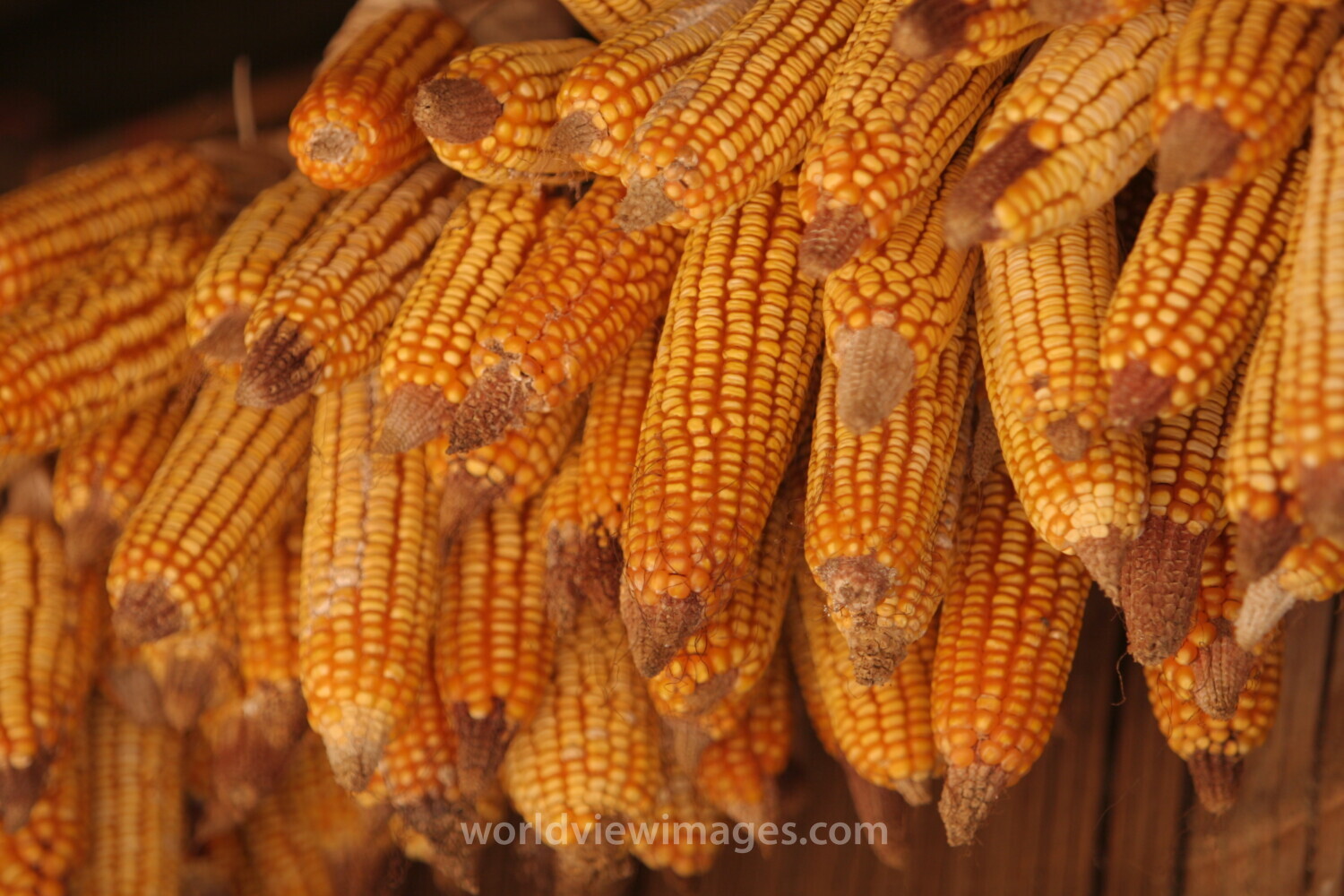 Maize Drying in Sun