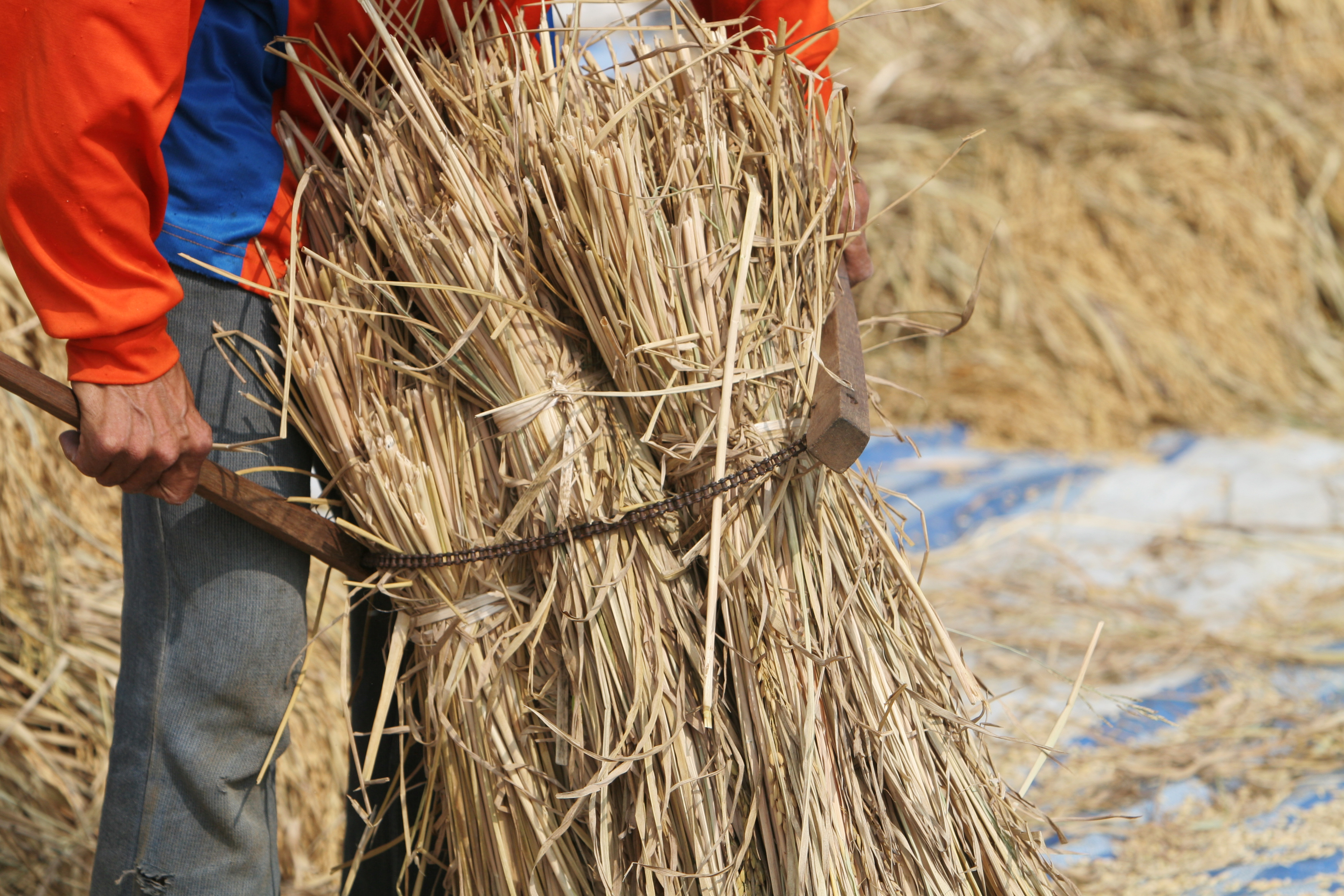 Rice Harvesting in Thailand