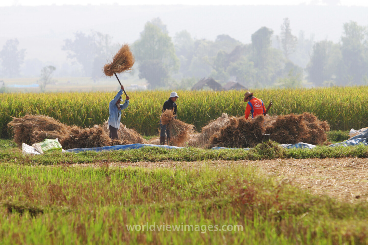 Rice Harvesting in Thailand