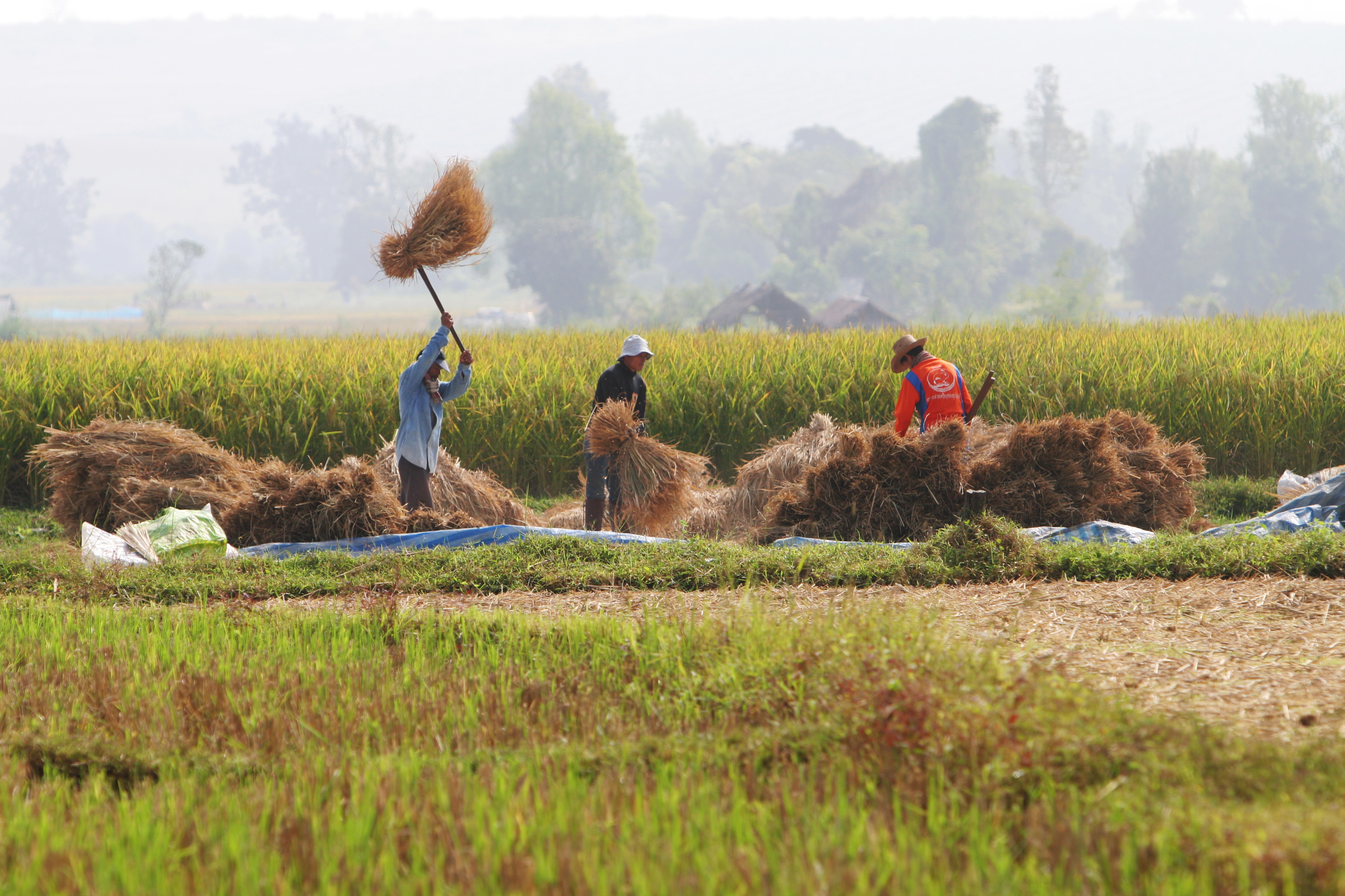 Rice Harvesting in Thailand