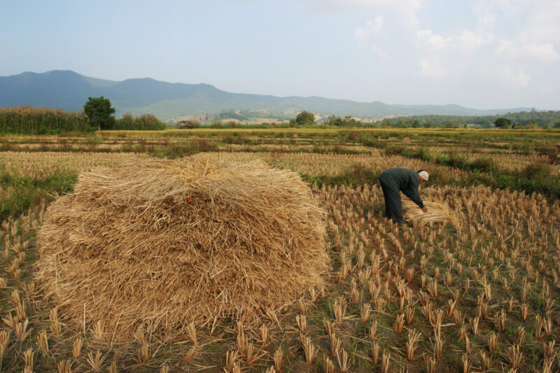 Rice Harvesting in Thailand — Rice harvest time in Thailand — Thailand, agriculture, rice, food, food security