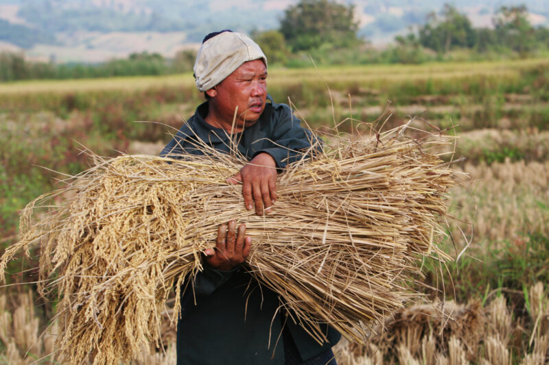 Rice Harvesting in Thailand — Rice harvest time in Thailand — Thailand, agriculture, rice, food, food security