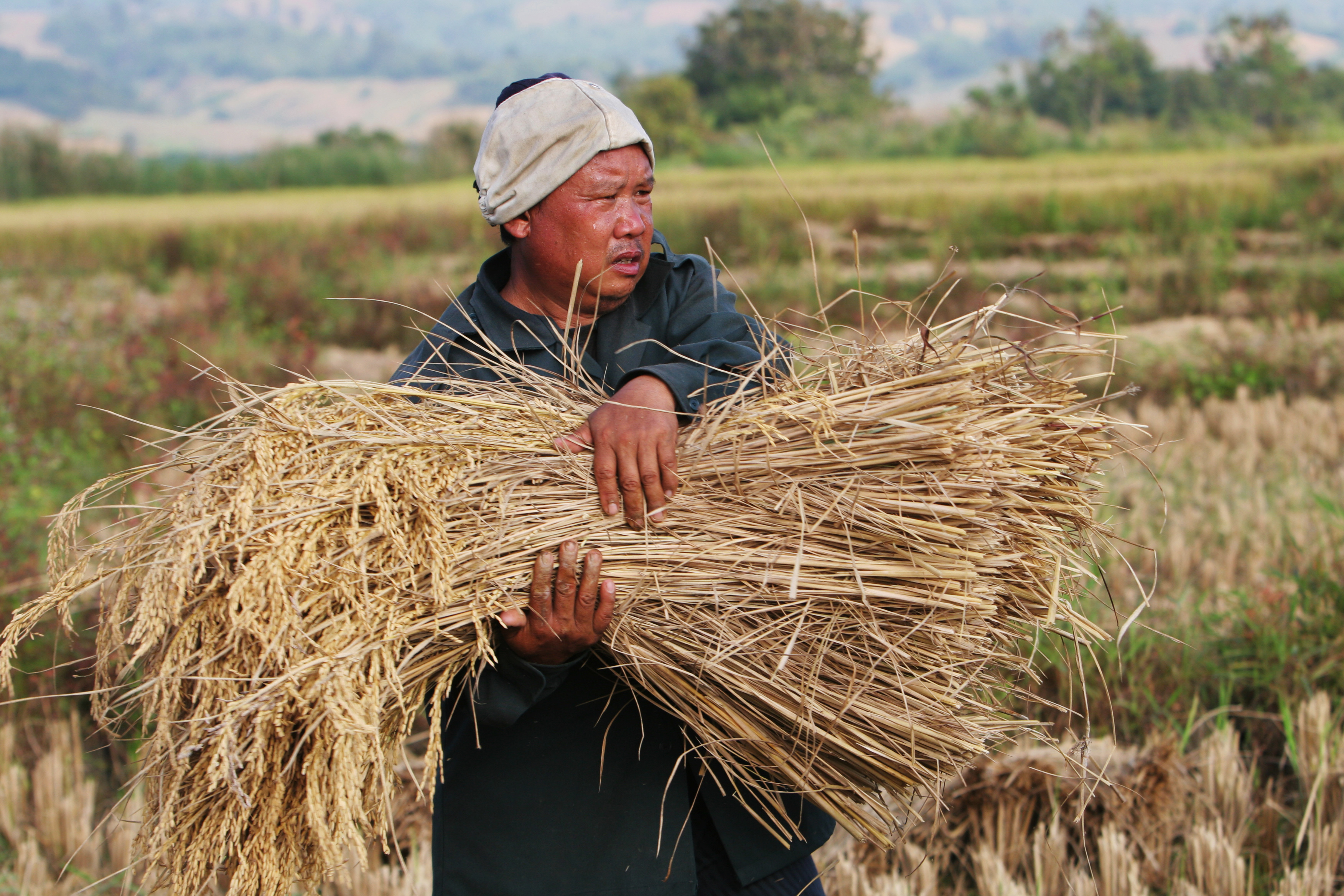 Rice Harvesting in Thailand