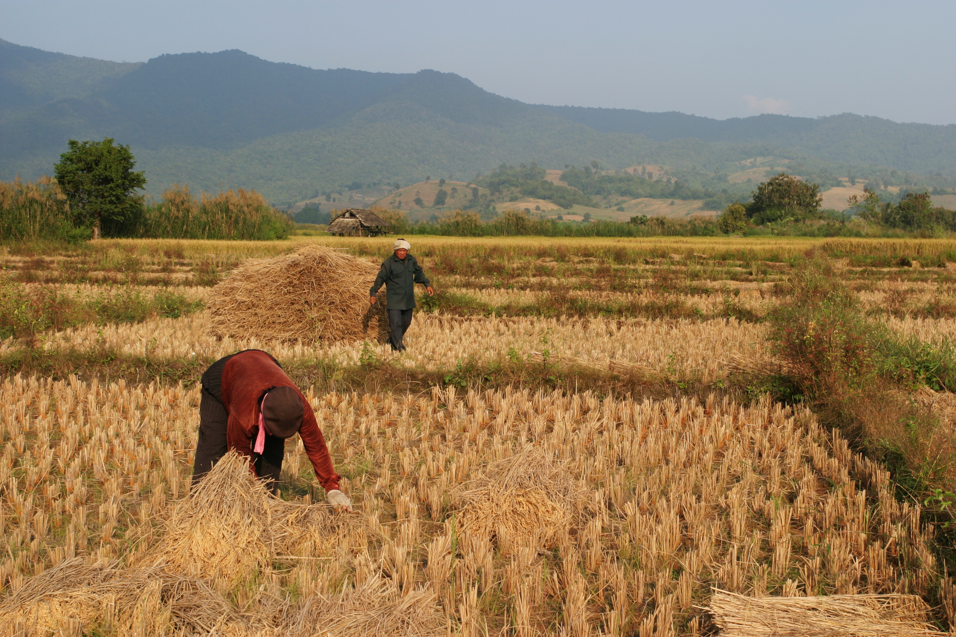 Rice Harvesting in Thailand