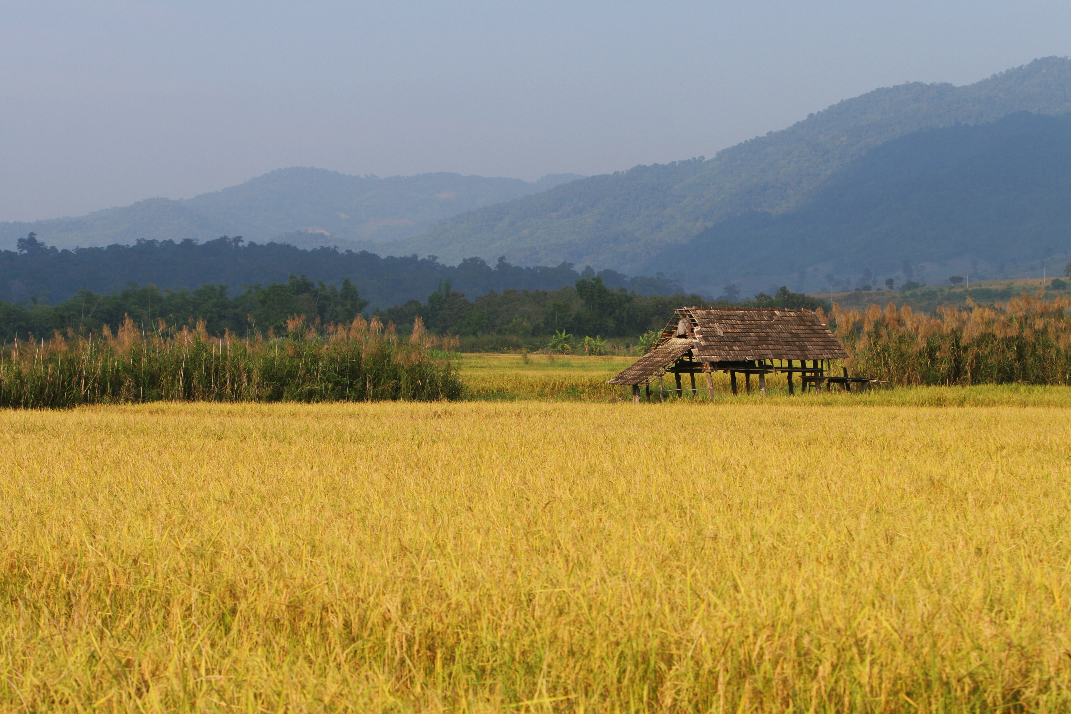 Rice field in Thailand