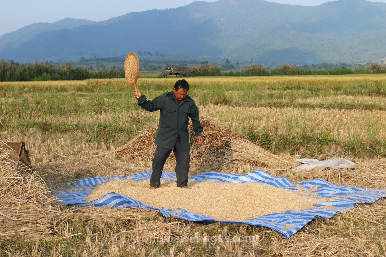 Rice Harvesting in Thailand