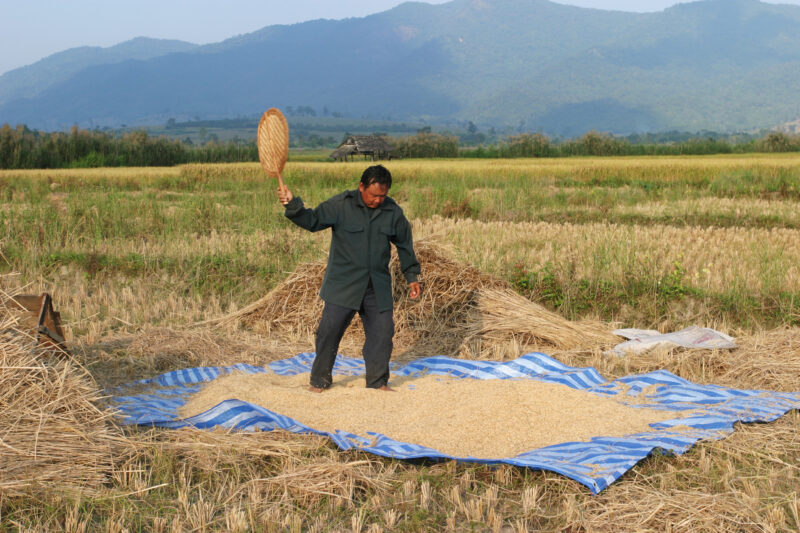 Rice Harvesting in Thailand — Rice harvest time in Thailand — Thailand, agriculture, rice, food, food security