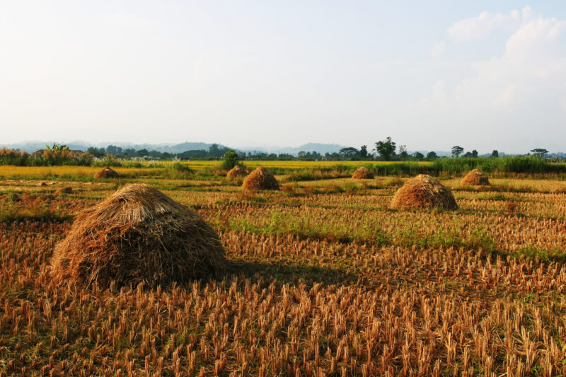Ricefield in Thailand — Rice harvest time in Thailand — Thailand, agriculture, rice, food, food security