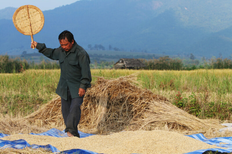 Rice Harvesting in Thailand — Rice harvest time in Thailand — Thailand, agriculture, rice, food, food security