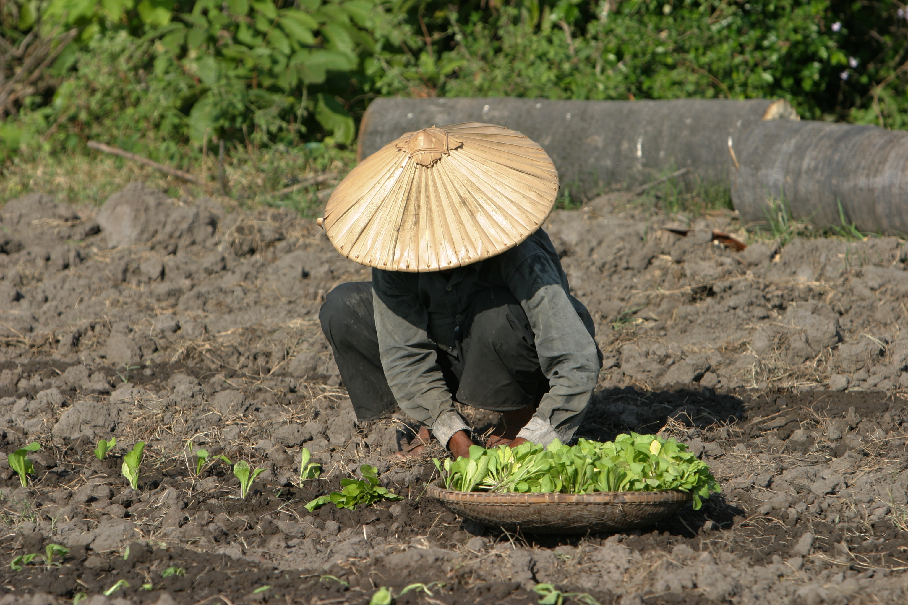 Market Gardening in Cambodia