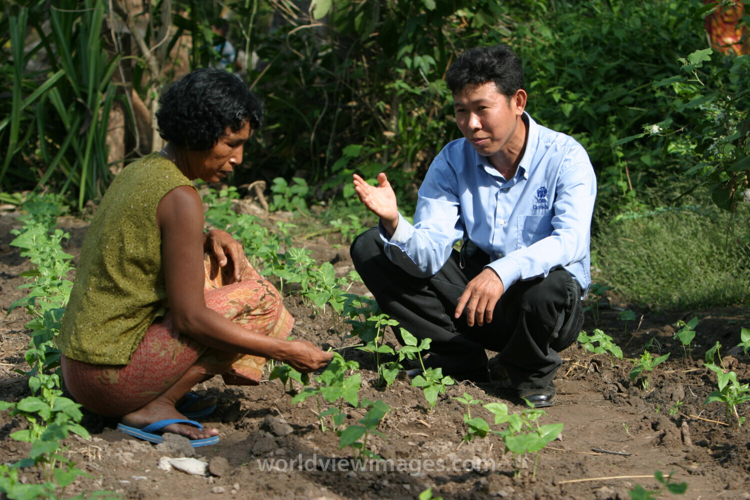 Agricultural Instruction in Cambodia