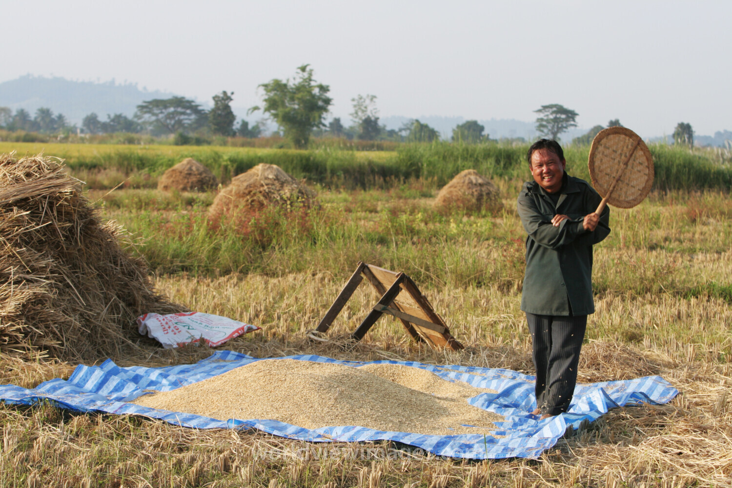Rice Harvesting in Thailand