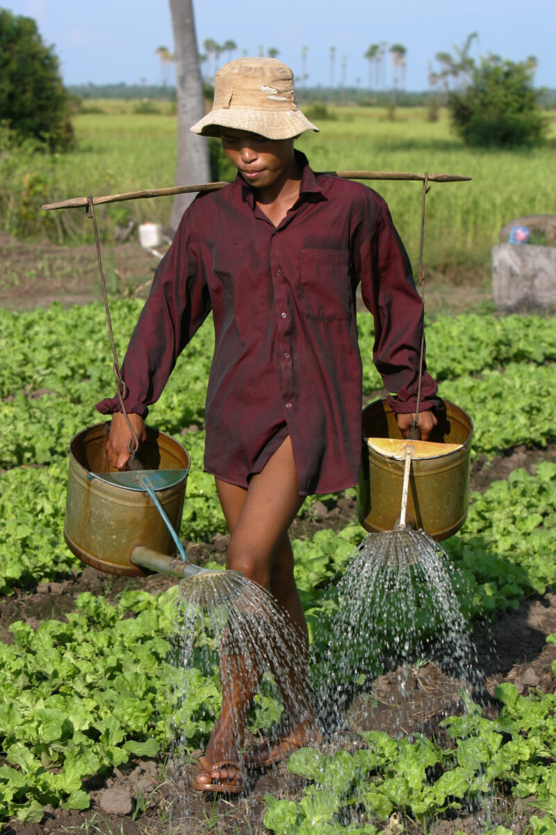 Watering Garden in Cambodia — Stock image of irrigating fields by hand with watering cans, during the dry season in Cambodia. — Cambodia, agriculture, market...