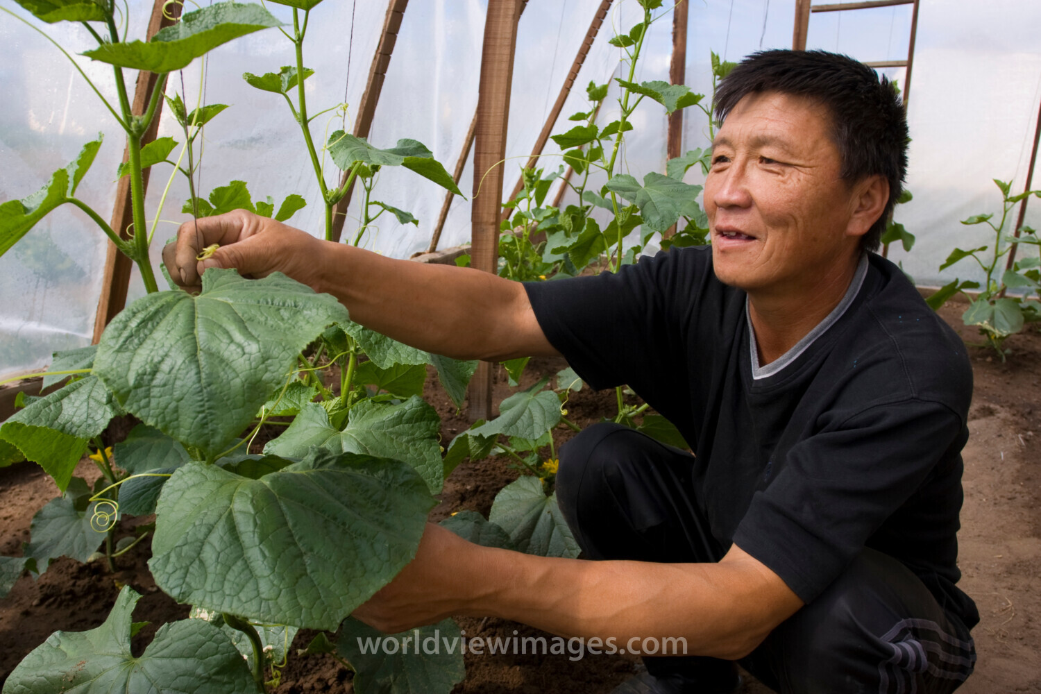Man works in Greenhouse in Mongolia