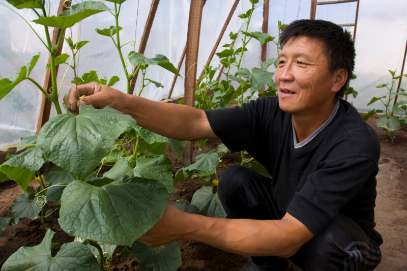 Man works in Greenhouse in Mongolia — Mongolia, agricultural instruction, agriculture, food security