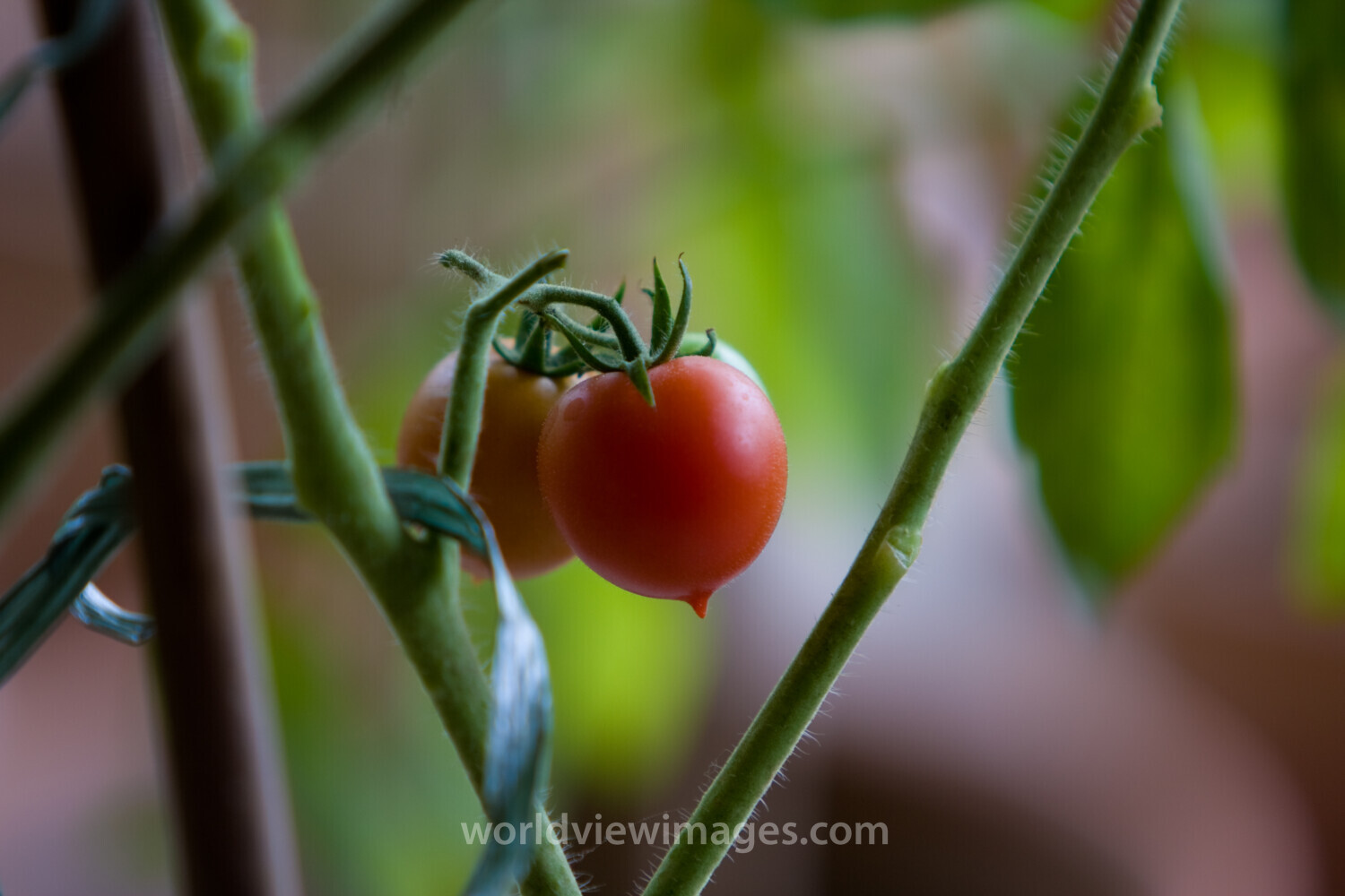 Growing Vegetables in Pots