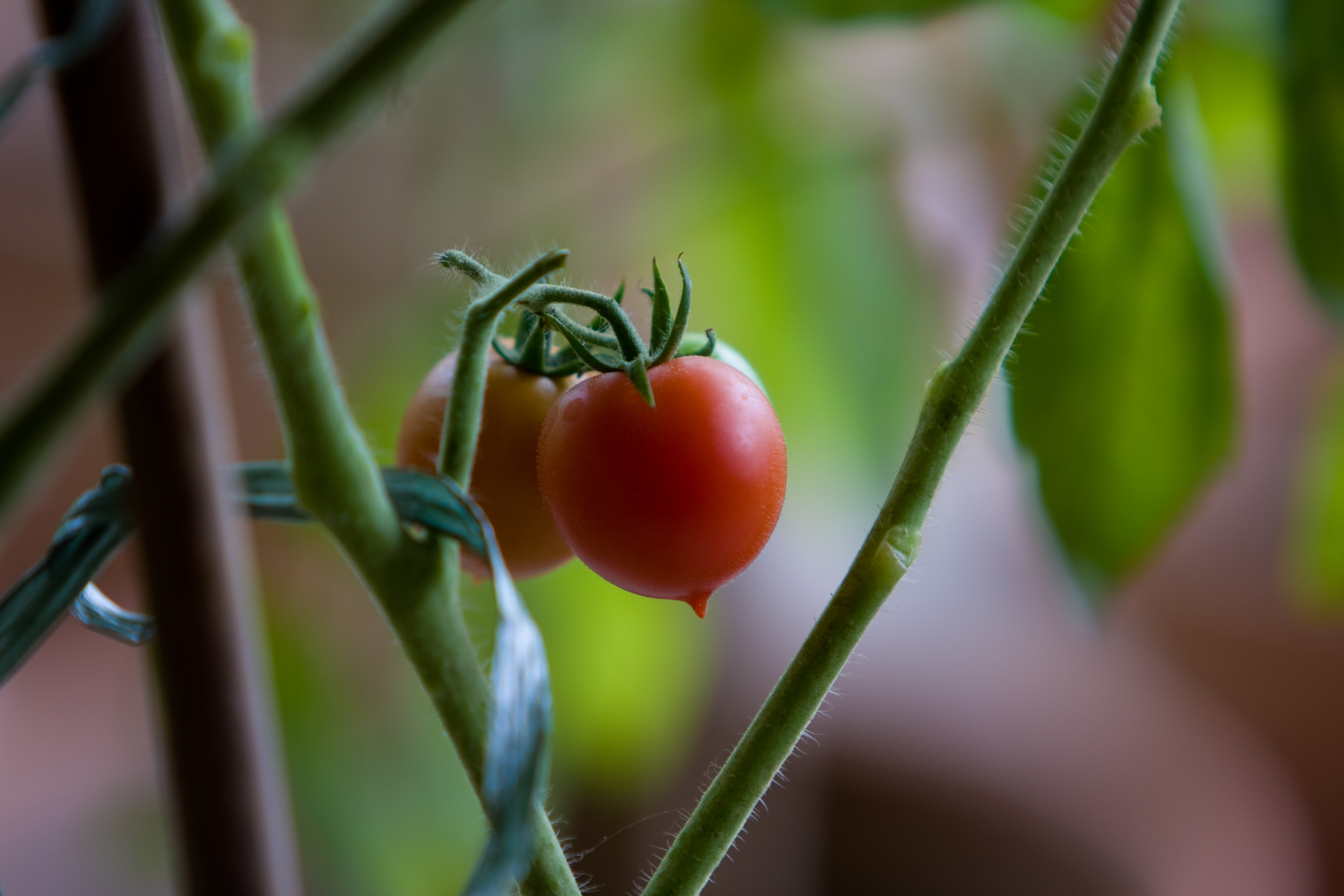 Growing Vegetables in Pots