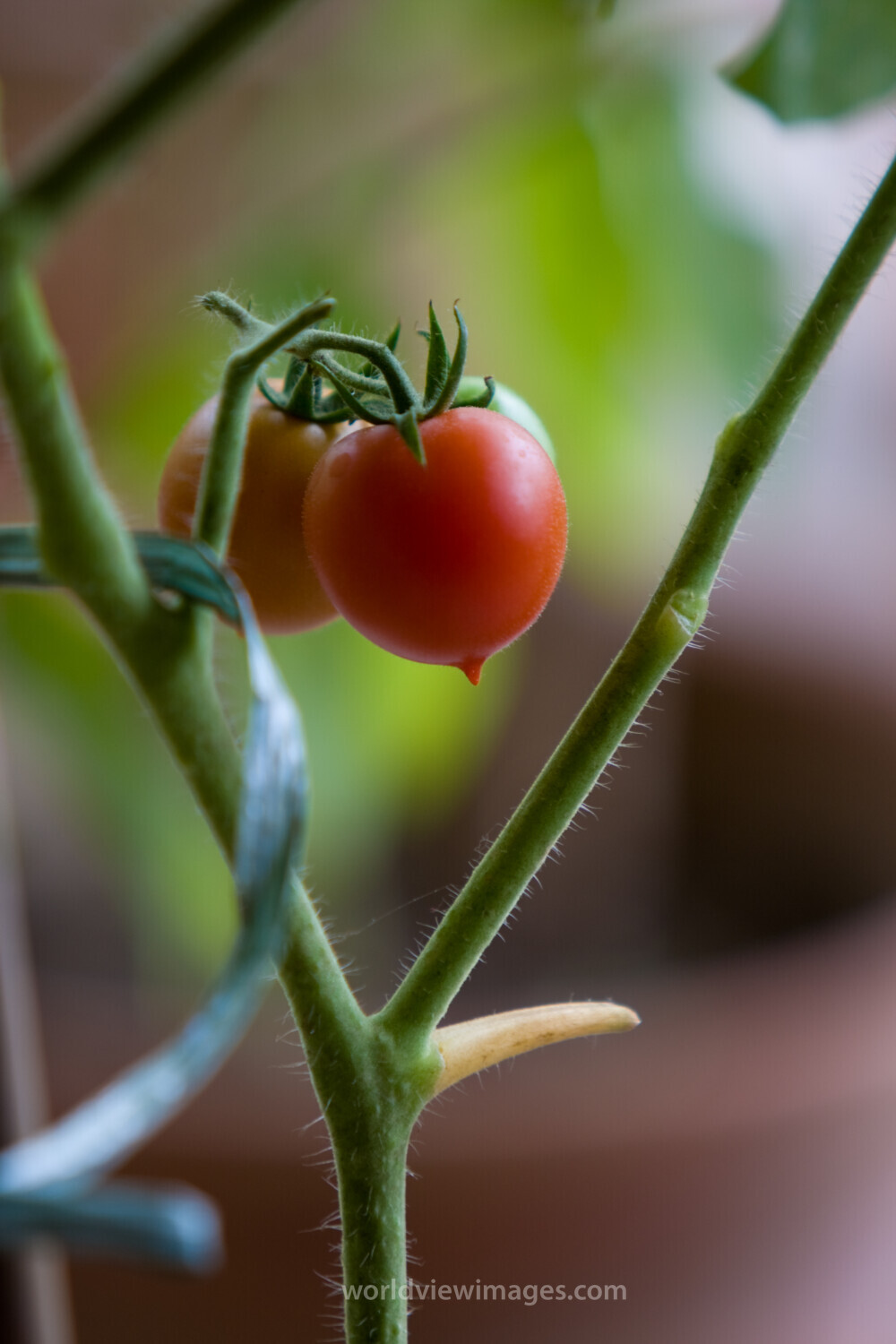Growing Vegetables in Pots