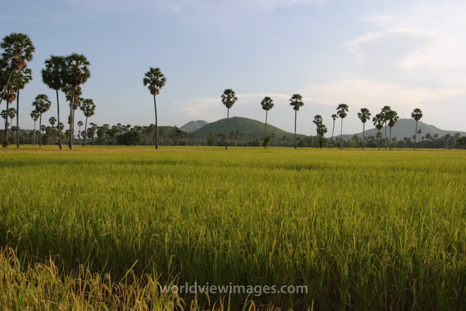 Ricefield in Cambodia