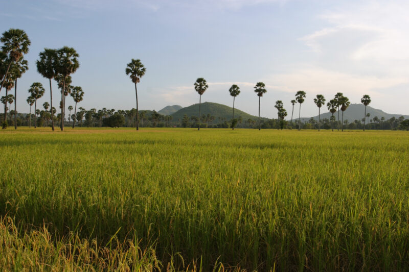 Ricefield in Cambodia — Stock Image of Green Ricefields in Cambodia in the evening light — Cambodia, rice, fields, agriculture, green