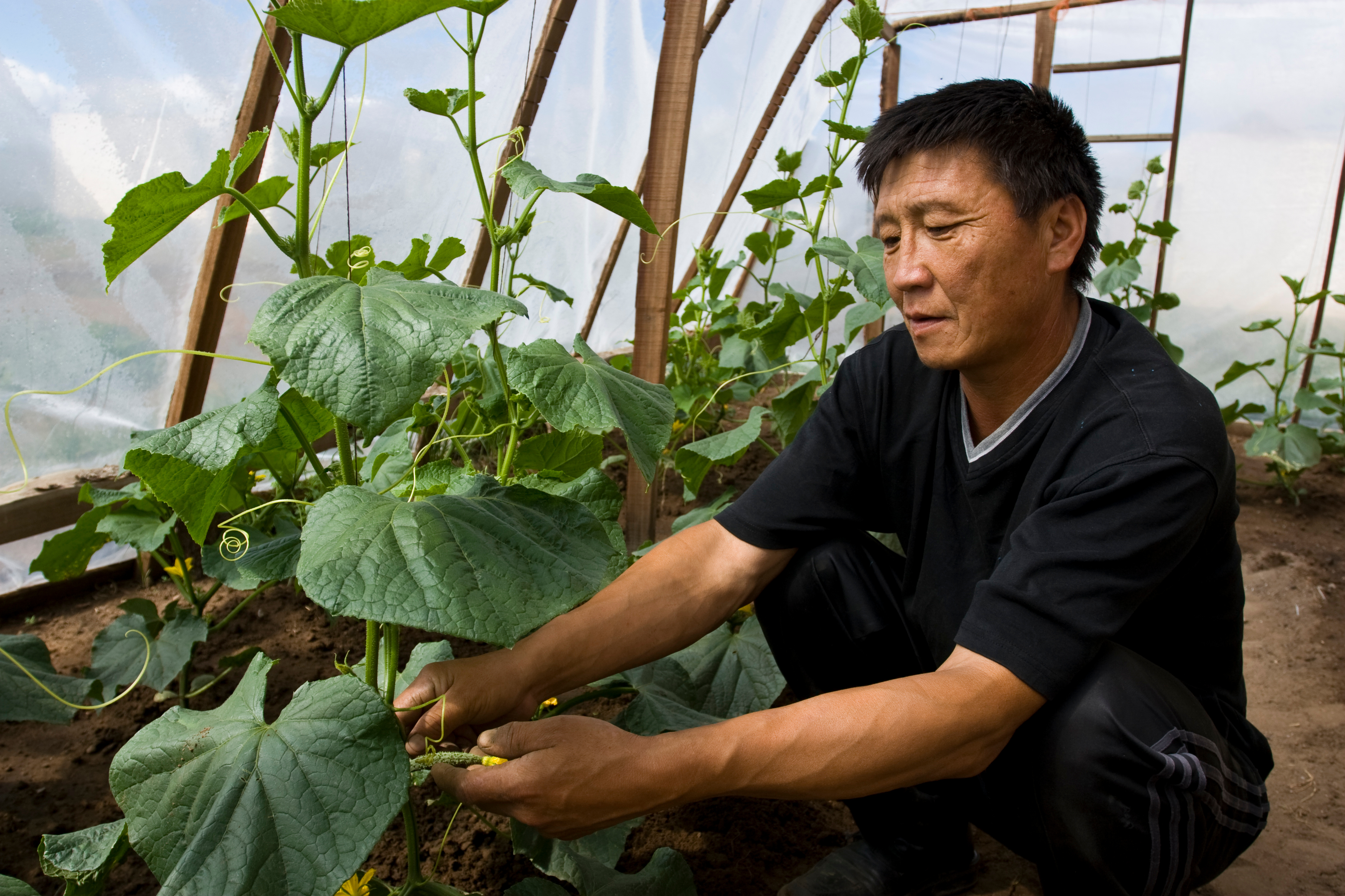 Man works in Greenhouse in Mongolia