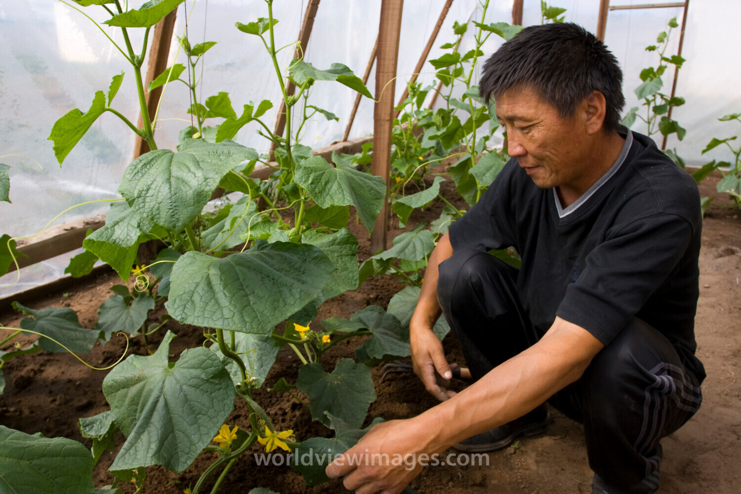 Man works in Greenhouse in Mongolia
