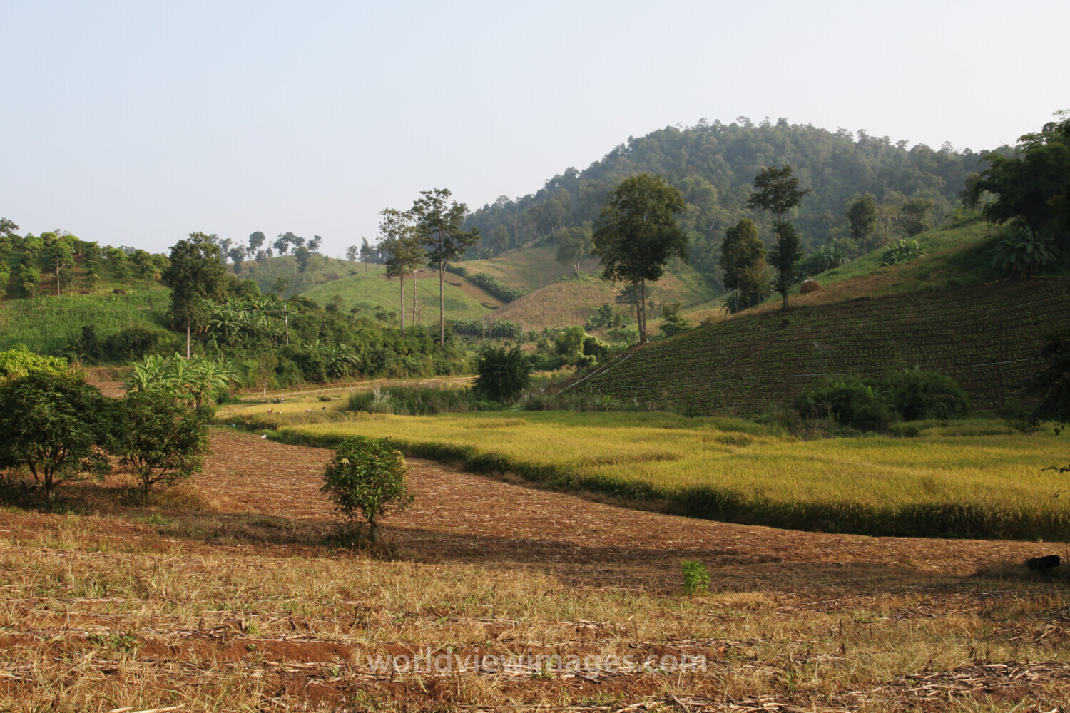 Rice Field in Tahiland at Harvest Time