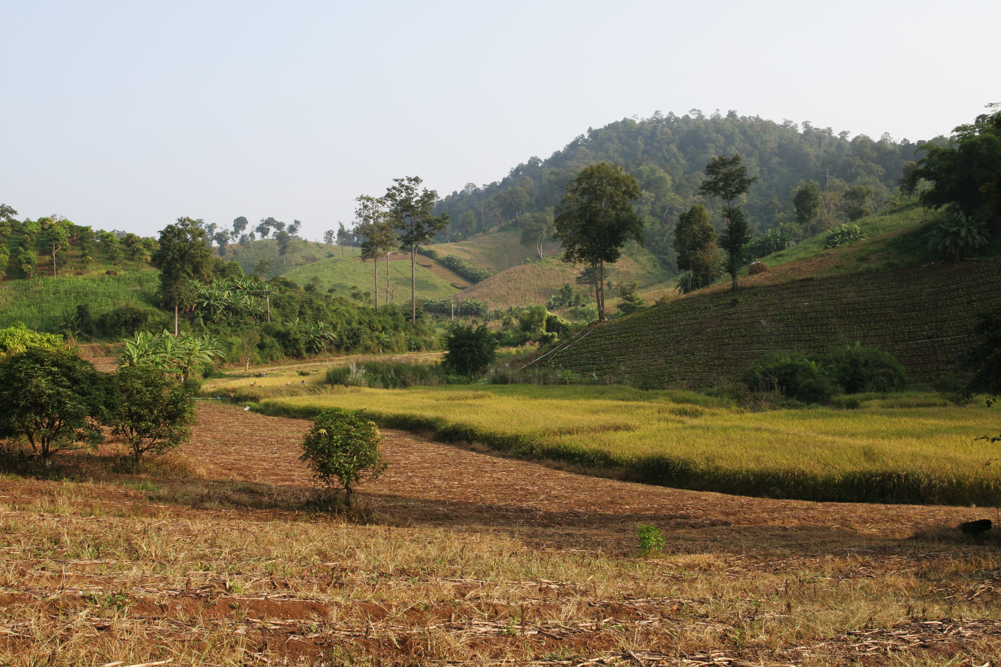 Rice Field in Tahiland at Harvest Time
