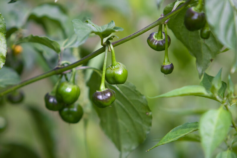 Photo: Growing Vegetables in Pots — Nepal