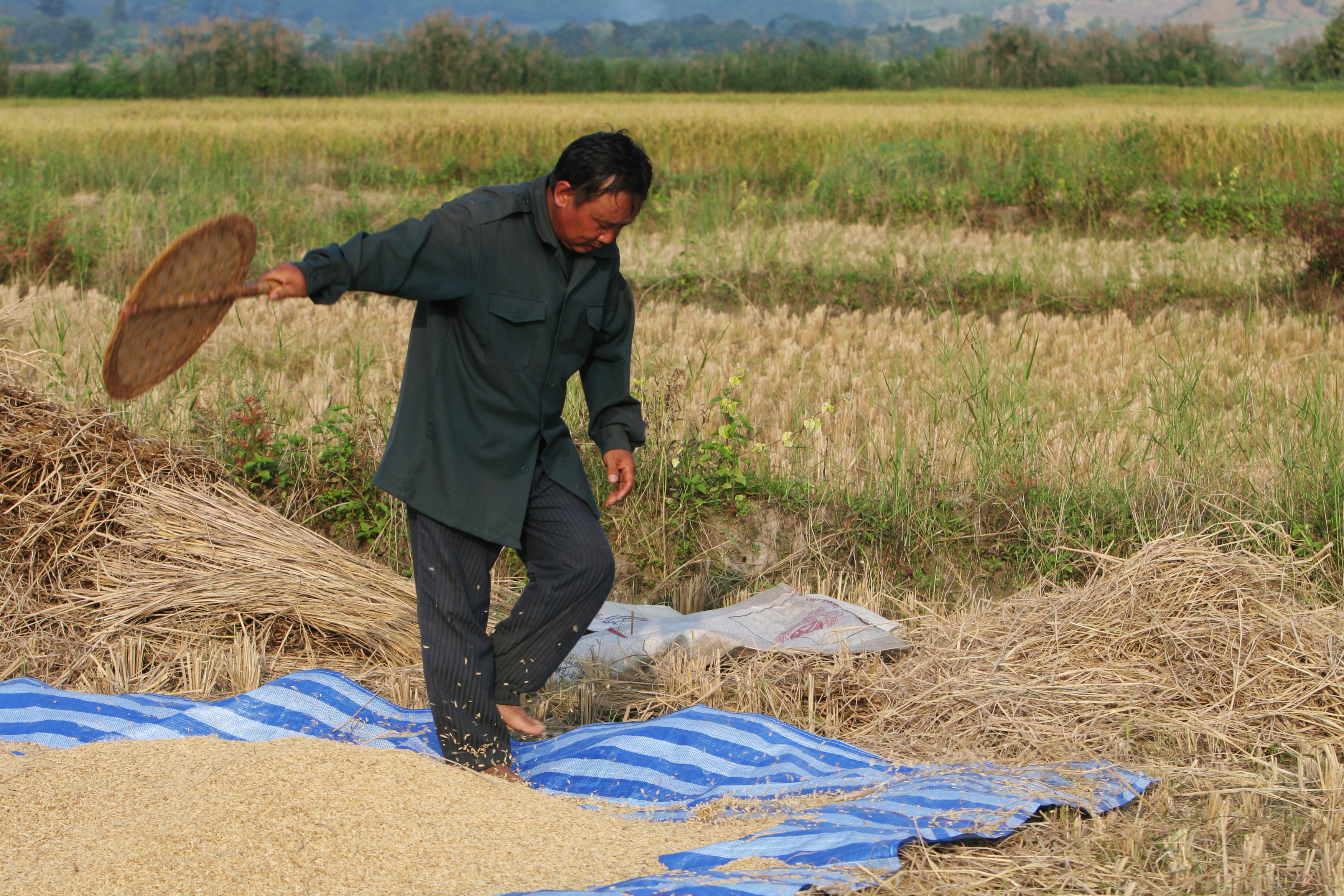 Rice Harvesting in Thailand