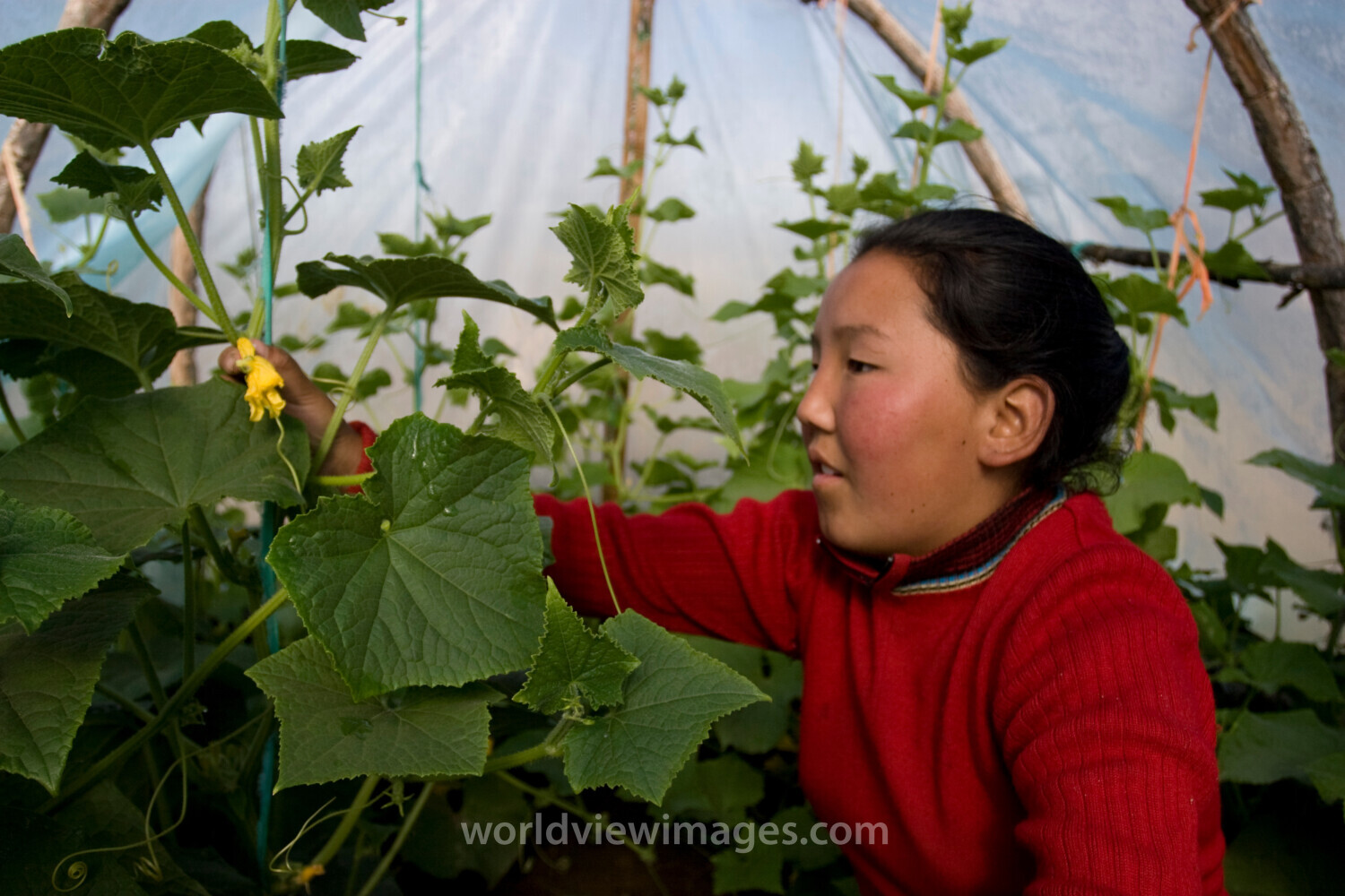 Greenhouse Gardening in Mongolia