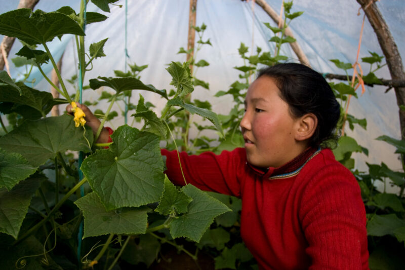 Greenhouse Gardening in Mongolia — Stock image of young woman working with her cucumber plants in a greenhouse in Mongolia. — Mongolia, agricultural instruct...
