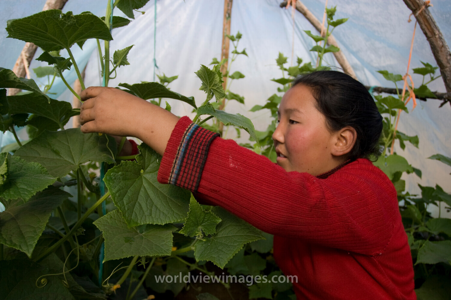 Greenhouse Gardening in Mongolia