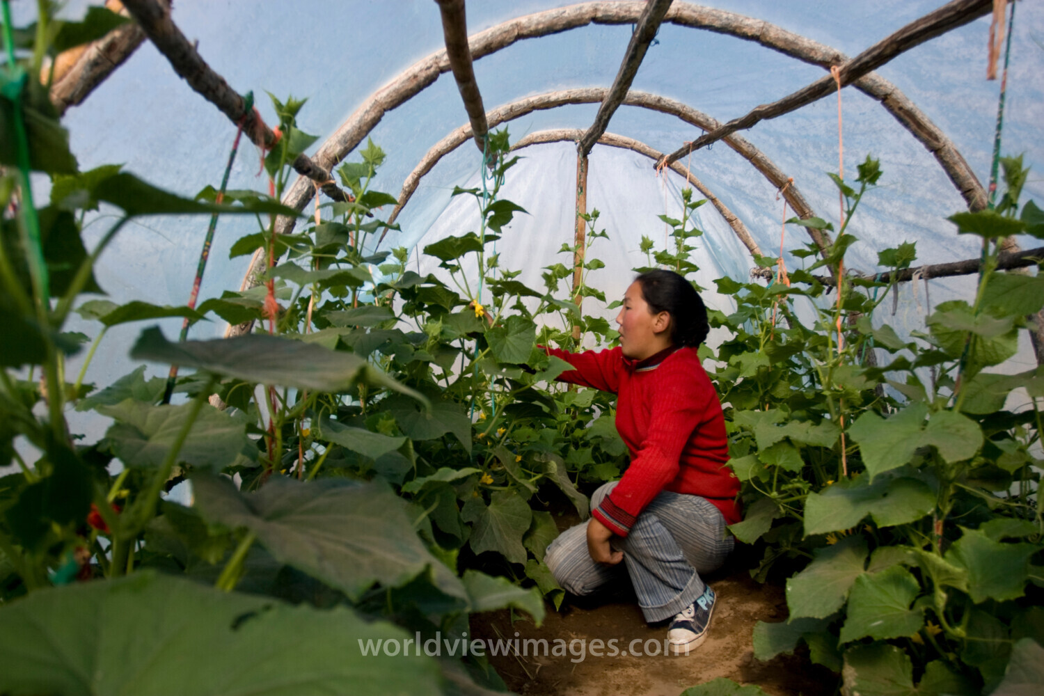 Greenhouse Gardening in Mongolia