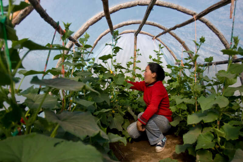 Greenhouse Gardening in Mongolia — Stock image of young woman working with her cucumber plants in a greenhouse in Mongolia. — Mongolia, agricultural instruct...