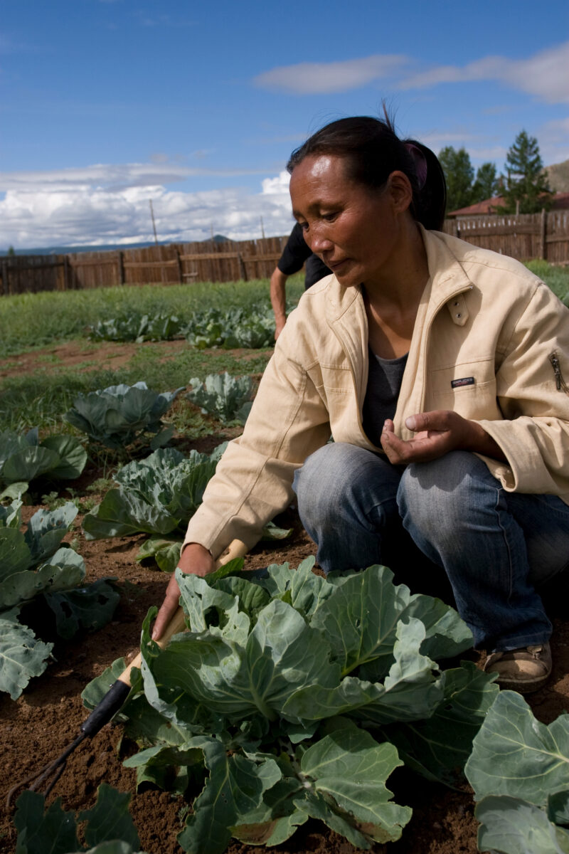 Market Gardening in Mongolia — Stock image of people working in a market garden in a community in Mongolia. — Mongolia, agricultural instruction, agriculture...