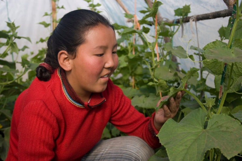 Greenhouse Gardening in Mongolia — Stock image of young woman working with her cucumber plants in a greenhouse in Mongolia. — Mongolia, agricultural instruct...