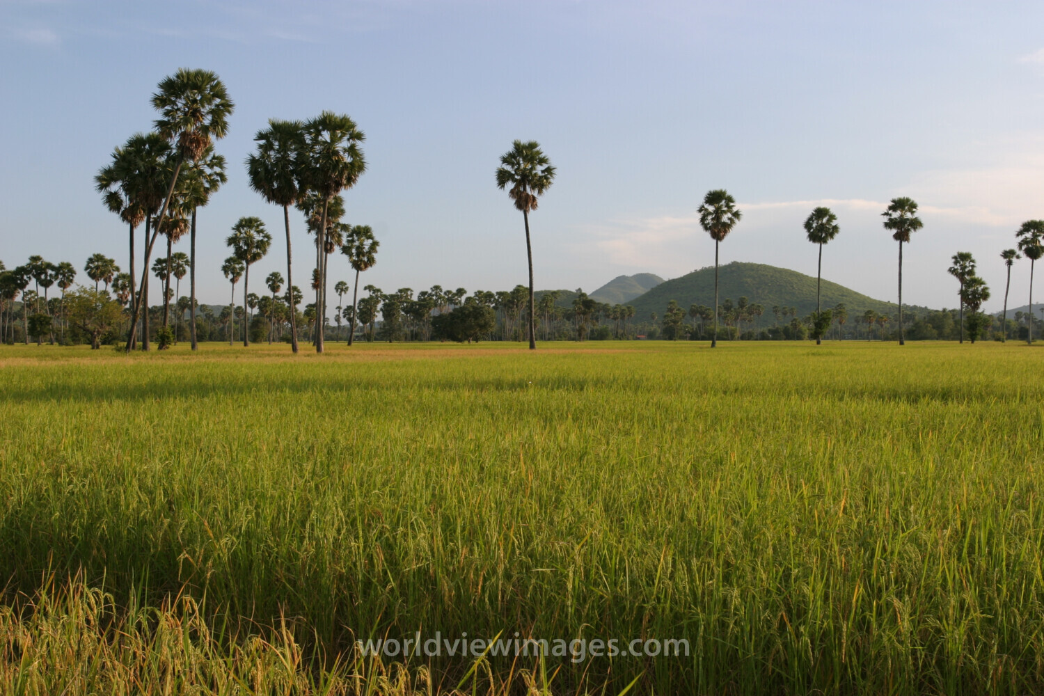 Ricefield in Cambodia