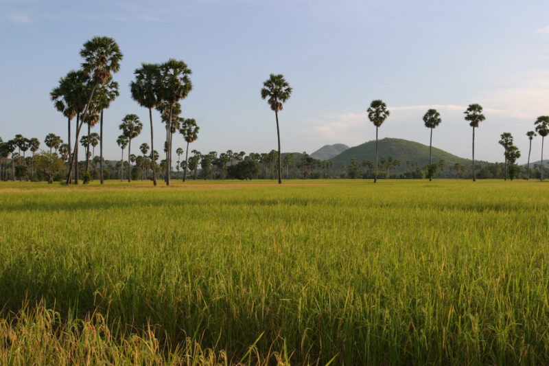 Ricefield in Cambodia — Stock Image of Green Ricefields in Cambodia in the evening light — Cambodia, rice, fields, agriculture, green