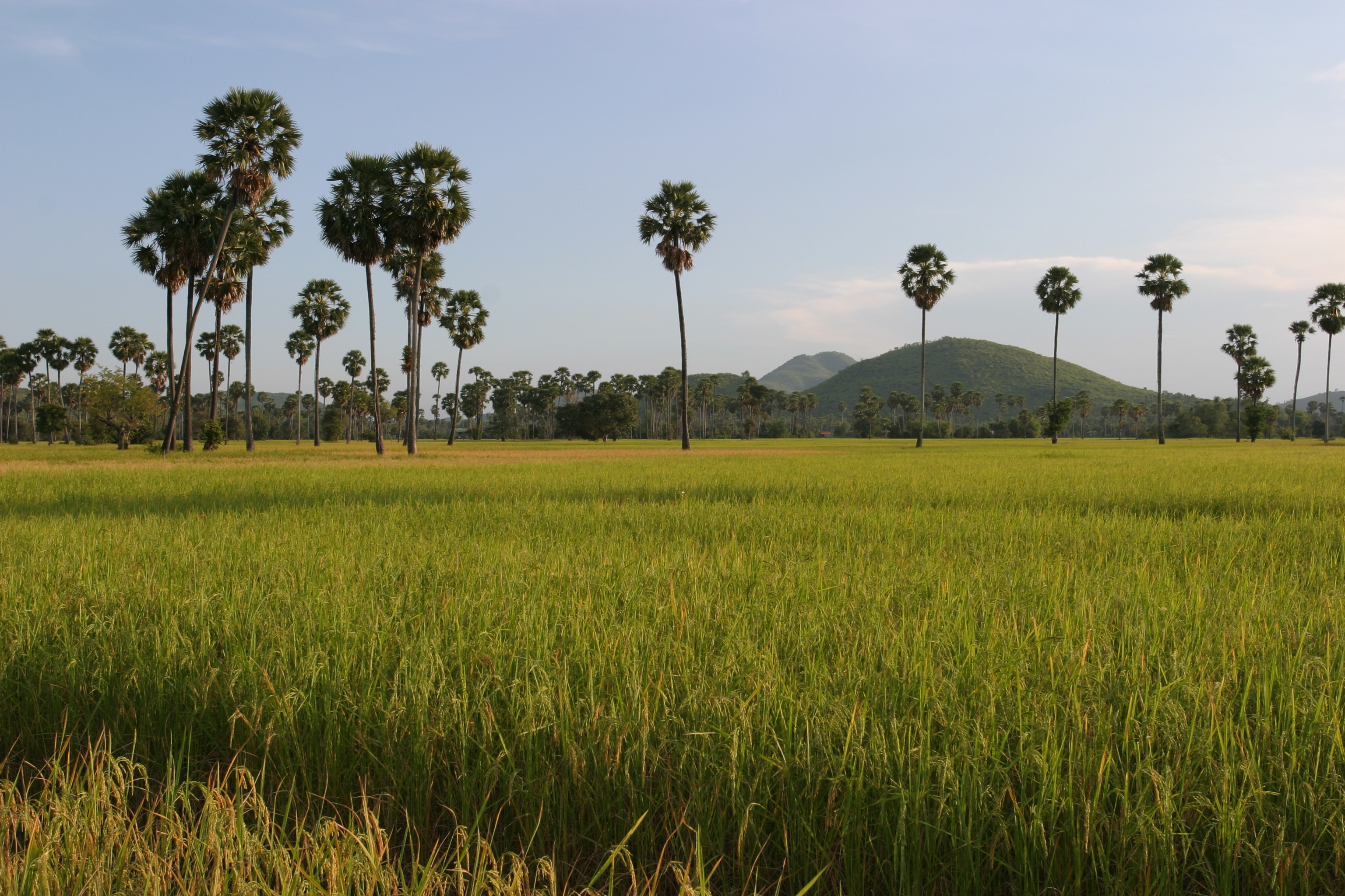 Ricefield in Cambodia