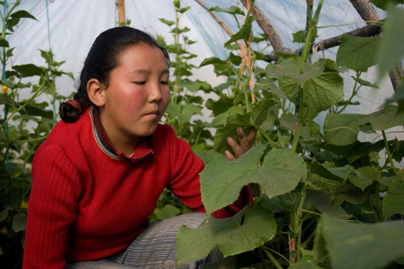 Greenhouse Gardening in Mongolia — Stock image of young woman working with her cucumber plants in a greenhouse in Mongolia. — Mongolia, agricultural instruct...