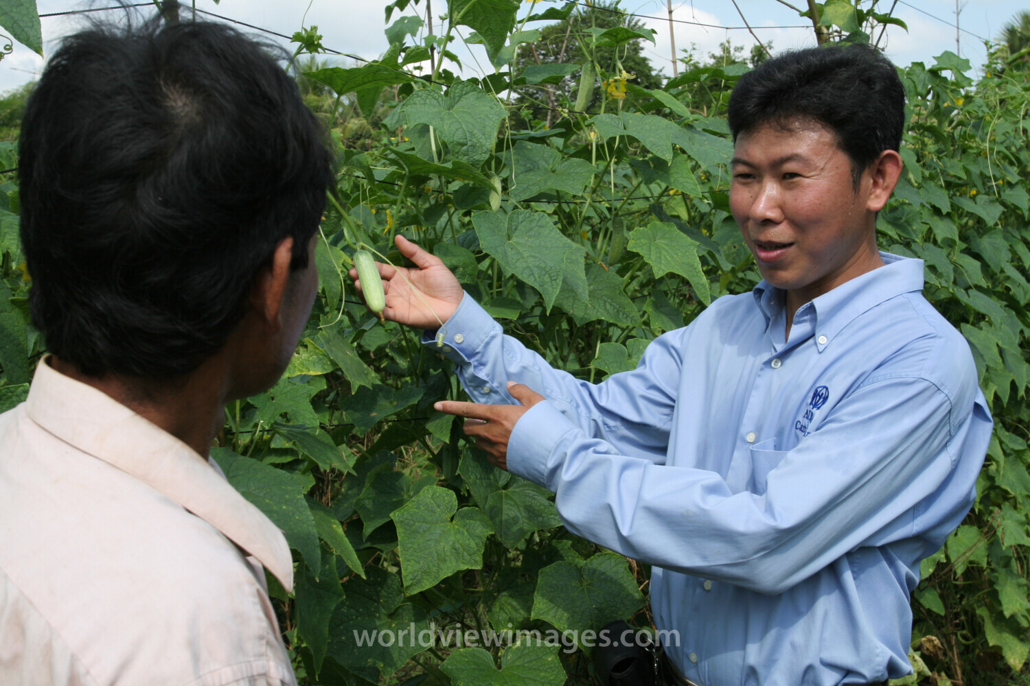 Agricultural Instruction in Cambodia