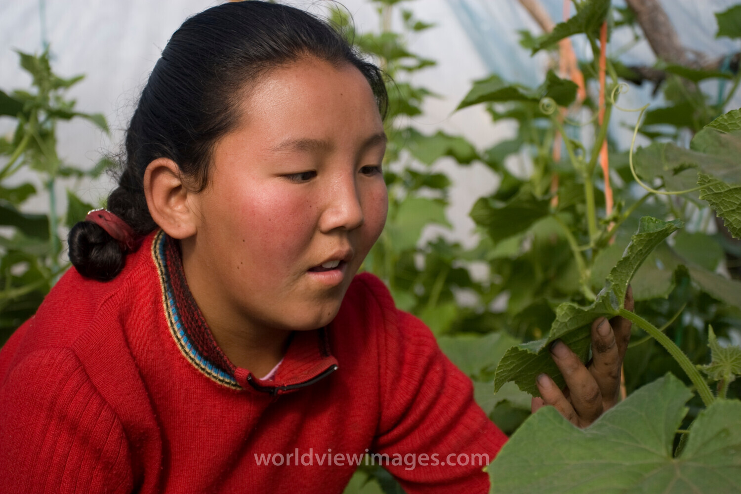 Greenhouse Gardening in Mongolia