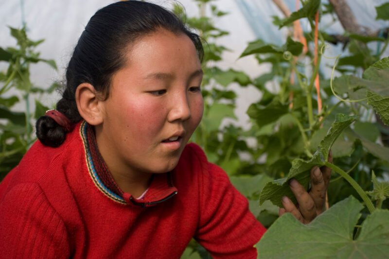 Greenhouse Gardening in Mongolia — Stock image of young woman working with her cucumber plants in a greenhouse in Mongolia. — Mongolia, agricultural instruct...