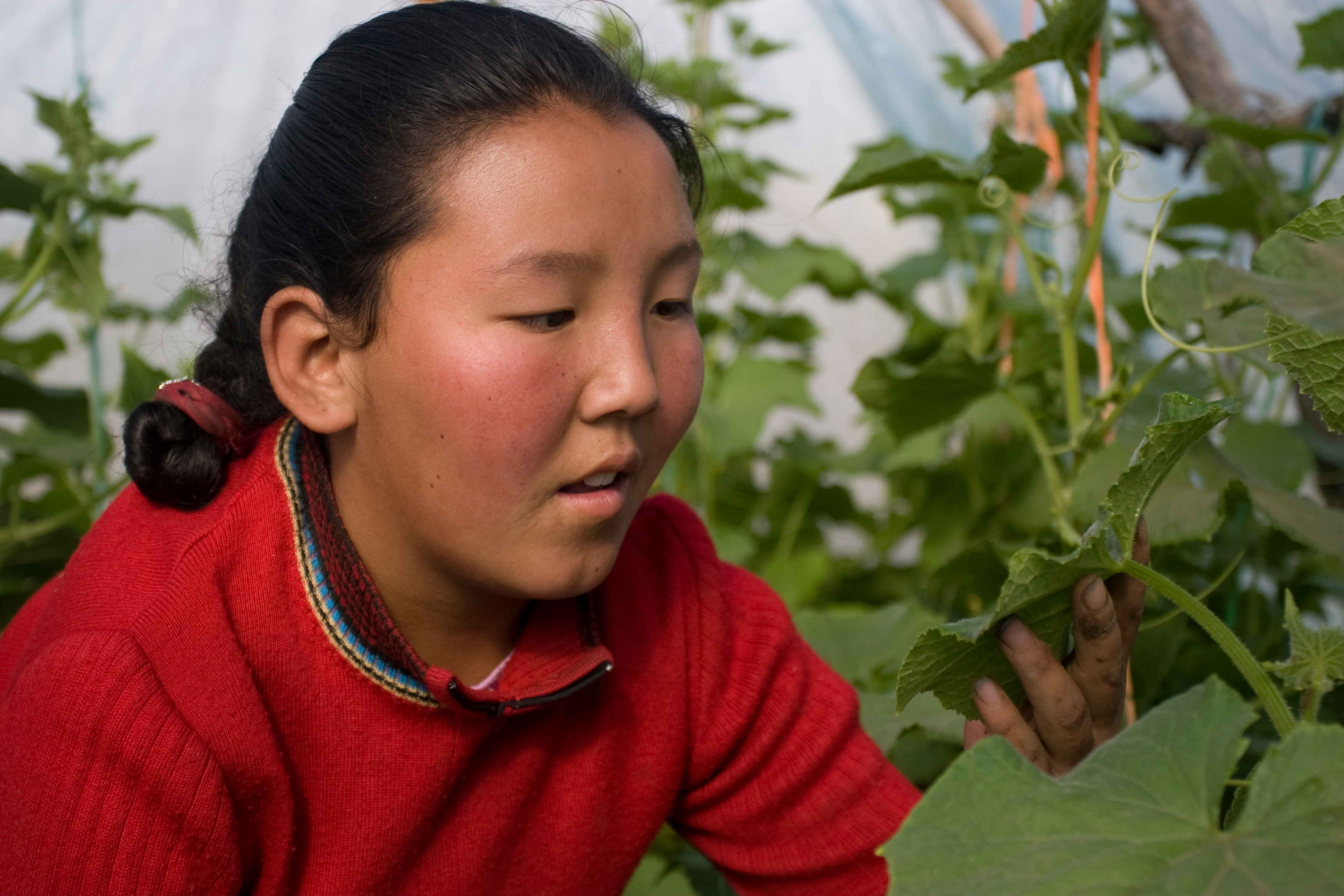 Greenhouse Gardening in Mongolia