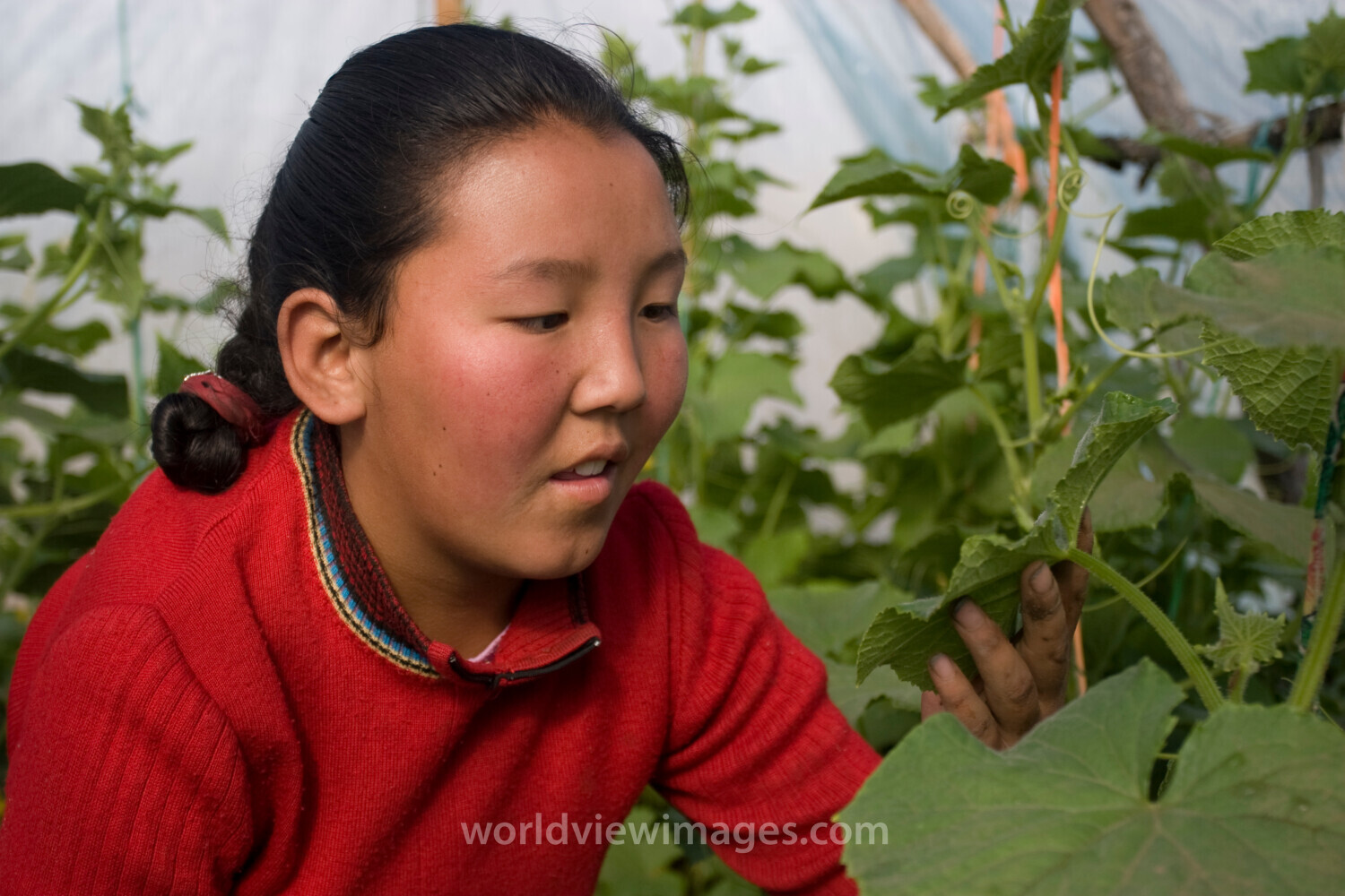 Greenhouse Gardening in Mongolia