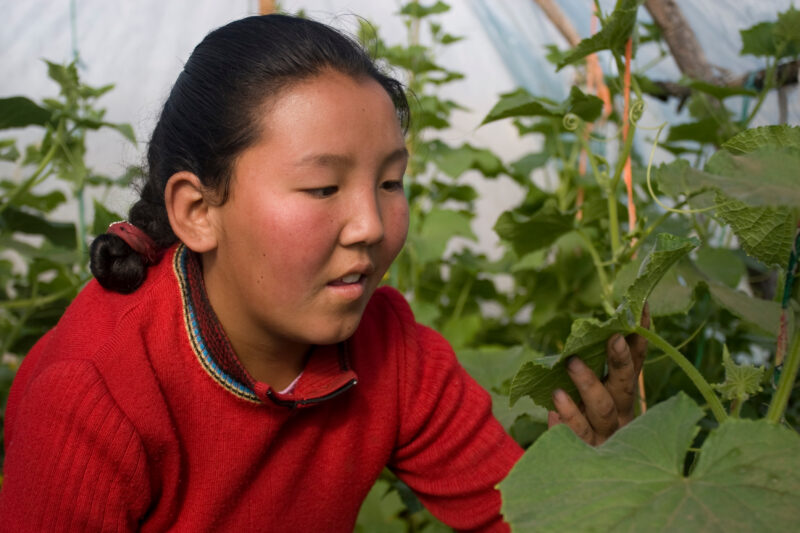 Greenhouse Gardening in Mongolia — Stock image of young woman working with her cucumber plants in a greenhouse in Mongolia. — Mongolia, agricultural instruct...