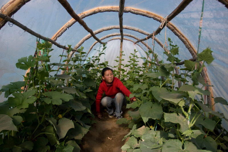 Greenhouse Gardening in Mongolia — Stock image of young woman working with her cucumber plants in a greenhouse in Mongolia. — Mongolia, agricultural instruct...