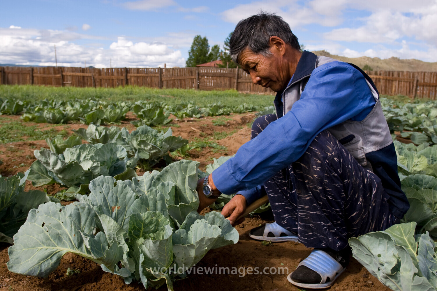Market Gardening in Mongolia